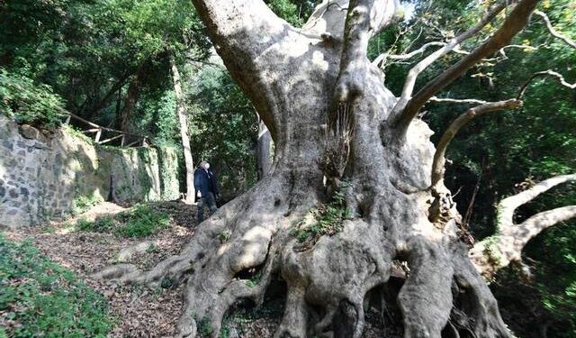 Platano gigante di Curinga, De Caprio: «La biodiversità è una ricchezza da tutelare»