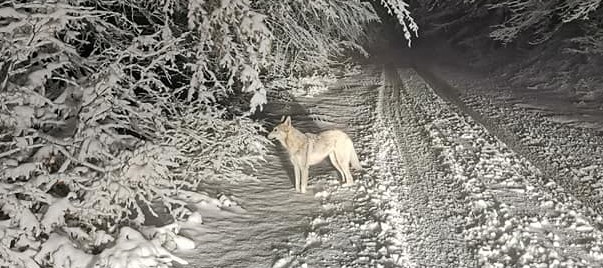 Falso allarme in Sila. Uno scatto con un cane lupo cecoslovacco inonda i Social