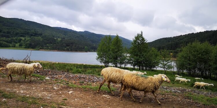 La siccità, più accentuata nelle province di Catanzaro e Crotone, preoccupa gli allevatori