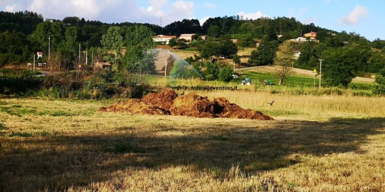 La siccità, più accentuata nelle province di Catanzaro e Crotone, preoccupa gli allevatori