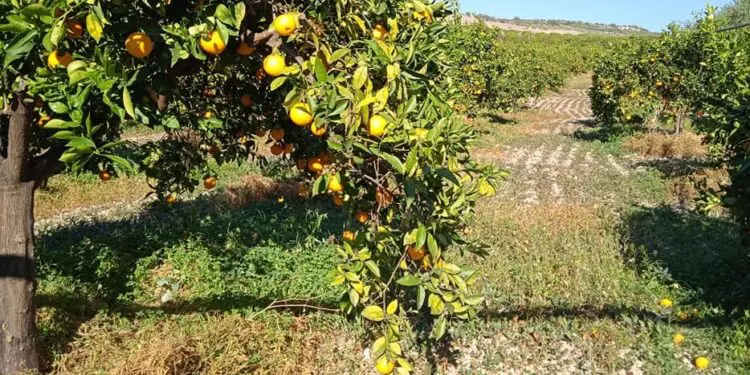 Coldiretti reimpianto agrumeti, 14.085 euro ad ettaro di contributi per ogni domanda ammissibile