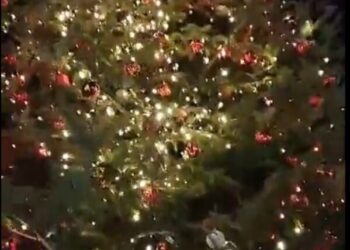 Pentone, arriva l’albero della legalità: idea del  Rotary Club