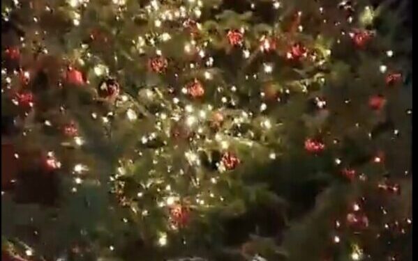 Pentone, arriva l’albero della legalità: idea del  Rotary Club