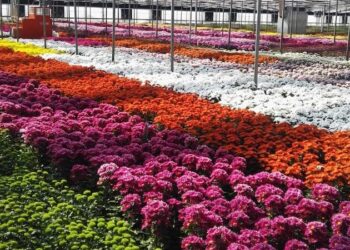 Florovivaismo, 1 milione di euro per le aziende in crisi a causa del covid