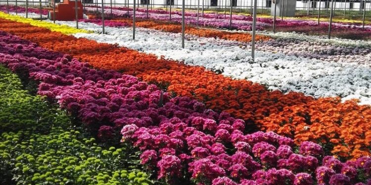 Florovivaismo, 1 milione di euro per le aziende in crisi a causa del covid