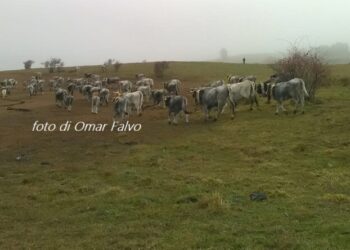 Il richiamo della Sila. L’ultima transumanza / Il profumo del “Far West” nella fiaba tutta calabrese (video)