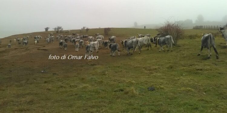 Il richiamo della Sila. L’ultima transumanza / Il profumo del “Far West” nella fiaba tutta calabrese (video)