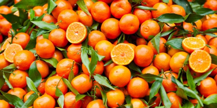 Filiera agrumicola, la Regione prepara un nuovo bando PSR