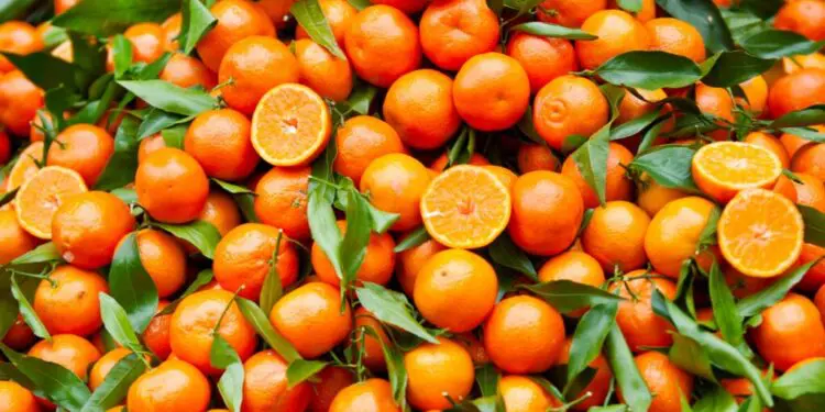 Filiera agrumicola, la Regione prepara un nuovo bando PSR