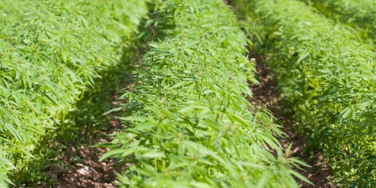 La rivincita della canapa: dall’agricoltura al benessere