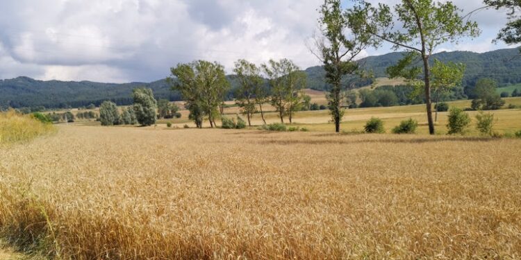 Nasce la Comunità dei Grani Antichi e dei Mulini a Pietra su proposta di Acli Terra