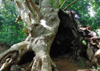 Sips Calabria: «Sostenere il Platano di Curinga nella sua “corsa” europea significa tutelare la salute e l’ambiente»