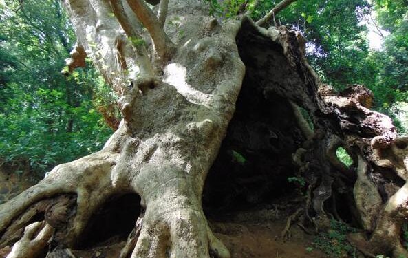 Sips Calabria: «Sostenere il Platano di Curinga nella sua “corsa” europea significa tutelare la salute e l’ambiente»