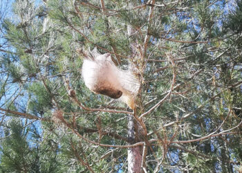 Molinaro (Lega): lotta obbligatoria contro la processionaria del pino nei boschi silani