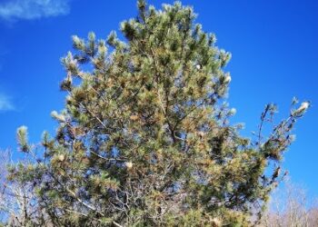 Molinaro (Lega): lotta obbligatoria contro la processionaria del pino nei boschi silani