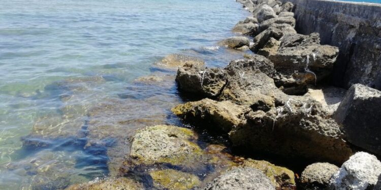 “Salviamo il nostro mare” tema posto in evidenza dai Verdi Calabria