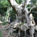 Il Platano secolare di Curinga è in finale al concorso ‘Albero europeo dell’anno’