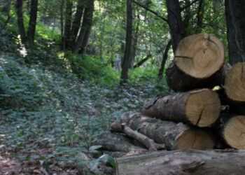 Forestazione, vertice operativo in Regione. A confronto con gli agronomi