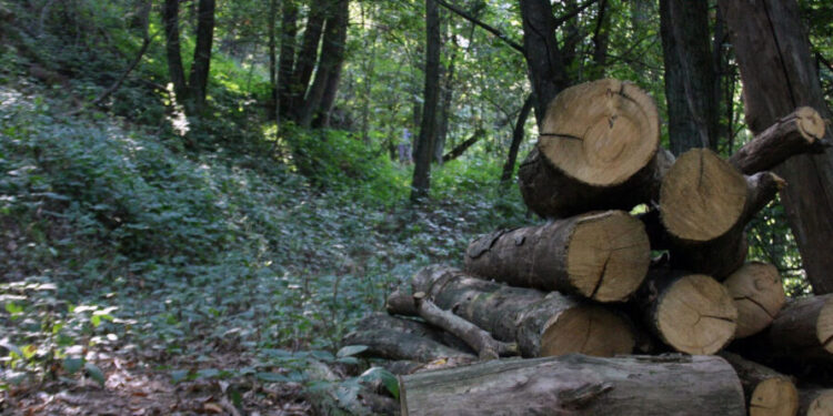 Forestazione, vertice operativo in Regione. A confronto con gli agronomi