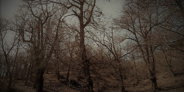 “Un albero per ogni famiglia”, l’idea del giornalista Omar Falvo/ Da Marzi una “carta d’identità” forestale per tutta la Regione