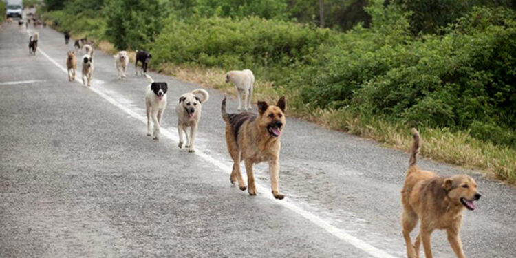 15.000 cani detenuti in canili e rifugi calabresi, Save The Dogs: “Scenario preoccupante”