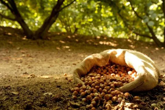 Crisi covid-19: nel 2020 in Italia l’agricoltura ha perso 4.258 imprese: Fidimed e Agrifidi sostengono aziende e filiere italiane