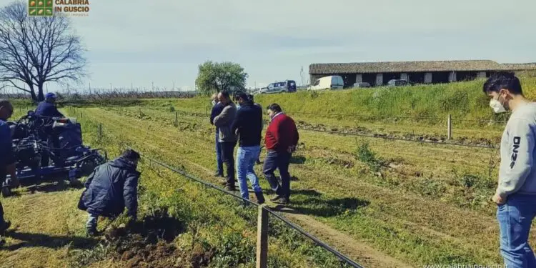 Mario Caligiuri, che guida Calabria in Guscio, lancia un appello per investire sulla nocciola