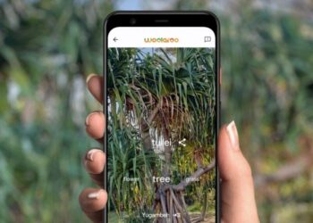 Tra le lingue da preservare in “Woolaroo” di Google c’è il grecanico calabrese