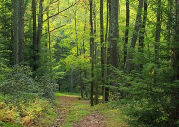 Taverna, un albero per il futuro