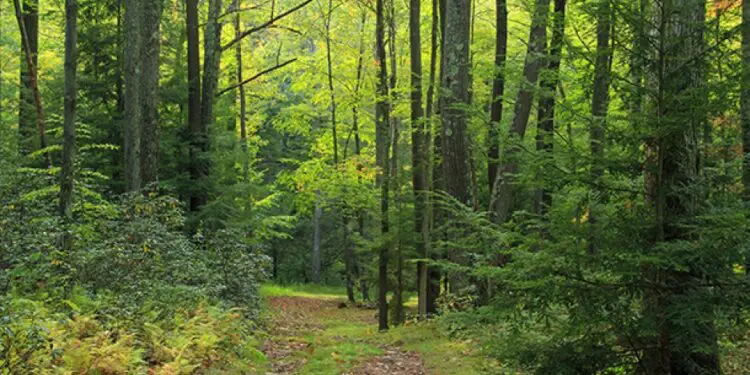 Taverna, un albero per il futuro
