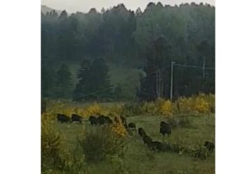 Coldiretti Calabria, altopiano della Sila troppi cinghiali. Occorre moltiplicare gli sforzi