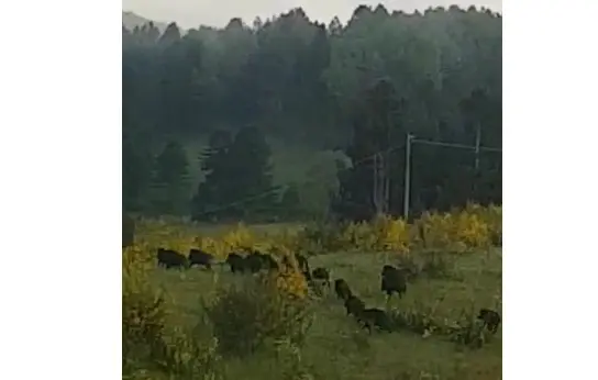 Coldiretti Calabria, altopiano della Sila troppi cinghiali. Occorre moltiplicare gli sforzi