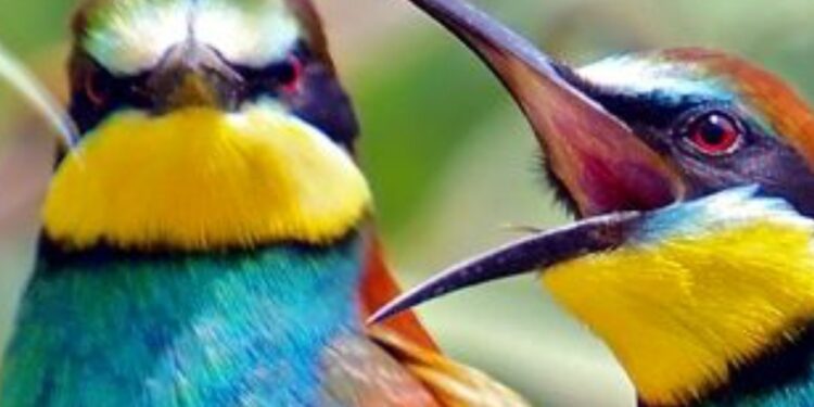 Marcedusa, tornano i gruccioni: tanti i curiosi per osservare gli uccelli viaggiatori