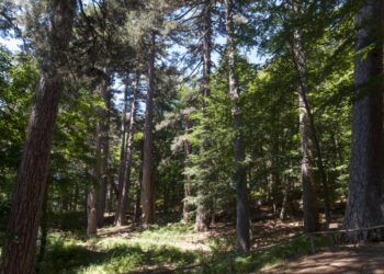 Anche i Giganti della Sila, tra i cinque beni della Fai che faranno da sfondo a “Fai Leggere”,