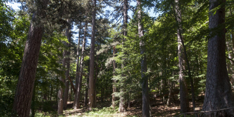 Anche i Giganti della Sila, tra i cinque beni della Fai che faranno da sfondo a “Fai Leggere”,