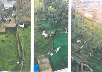 Cani randagi a Motta Santa Lucia: un problema annoso che non trova risoluzione