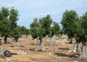 Dedicare alberi di ulivo ad ogni caduto sul lavoro e per la pace