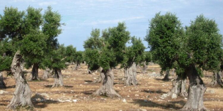 Dedicare alberi di ulivo ad ogni caduto sul lavoro e per la pace
