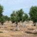 Dedicare alberi di ulivo ad ogni caduto sul lavoro e per la pace