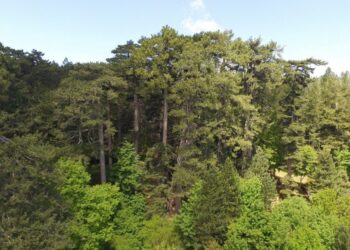 Festa dei circondari del FAI ai Giganti della Sila, Spezzano della Sila (CS)