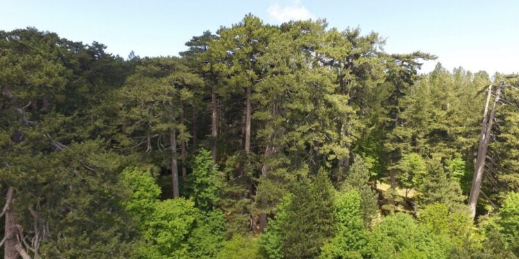 Festa dei circondari del FAI ai Giganti della Sila, Spezzano della Sila (CS)