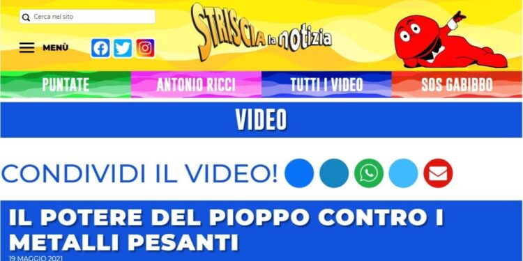 Arrivano da Soveria Mannelli i pioppi per bonificare la ‘Terra dei fuochi’ in Campania