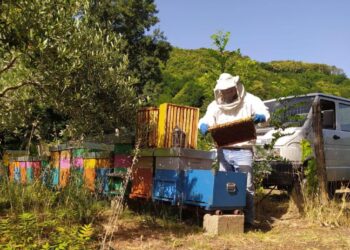 La magia del miele. A tu per tu con Adolfo Vivacqua / Una fiaba da “Le mille e una notte” nel cuore della Calabria