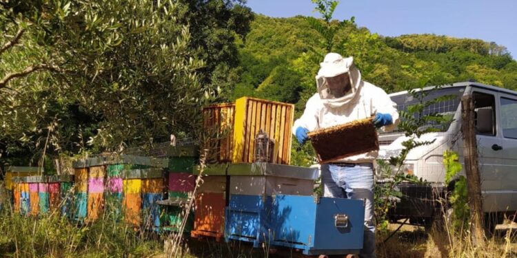 La magia del miele. A tu per tu con Adolfo Vivacqua / Una fiaba da “Le mille e una notte” nel cuore della Calabria