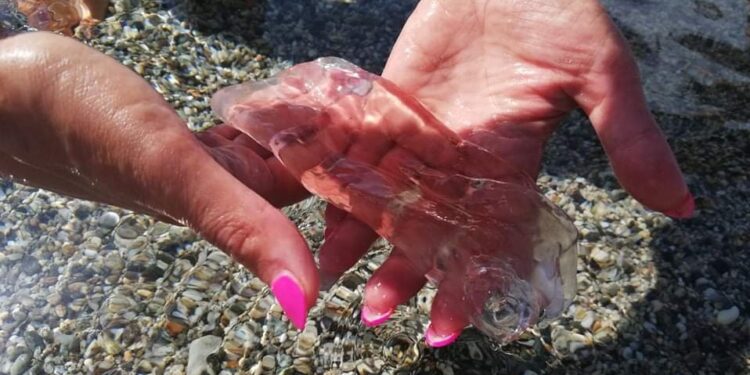 La natura ci insegna a ripartire dalle difficoltà, l’esempio della Salpa Fusiformis sulla spiaggia di Montepaone