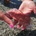 La natura ci insegna a ripartire dalle difficoltà, l’esempio della Salpa Fusiformis sulla spiaggia di Montepaone