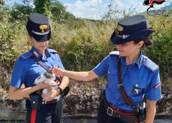 Fiammetta, un piccola gattina,  salvata dai Carabinieri/ Un gesto straordinario da parte dell’Arma e di una famiglia di Marzi