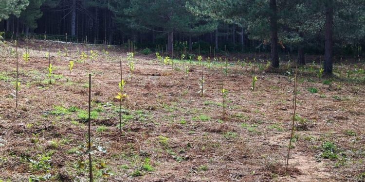 Taverna, messa a dimora di mille piante