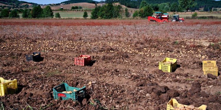 Un racconto dalla Sila: Scorgo da lontano