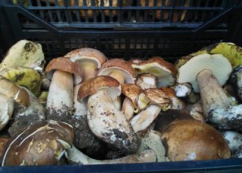 A Camigliatello oltre mezzo secolo di emozioni/ Ritorna la prestigiosa  sagra del fungo nel borgo di montagna